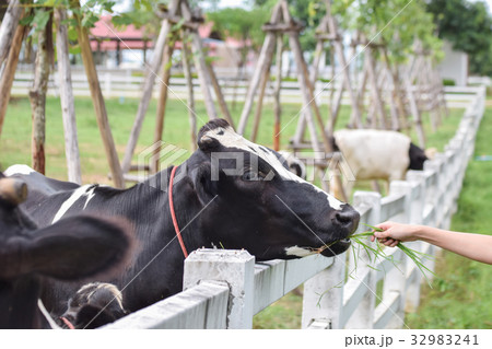 A cow eating grass from people in farm. 32983241