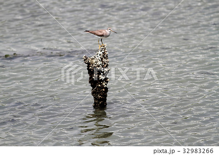 キアシシギ 32983266