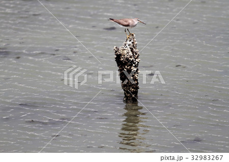 キアシシギ キアシシギ 32983267