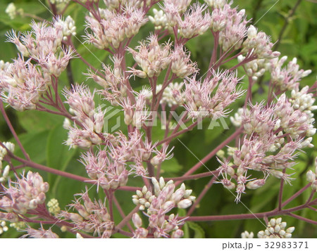 ユーパトリウム・アトロプルプレウムの桃色の花 32983371