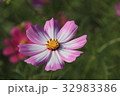 コスモスの花アップ 32983386