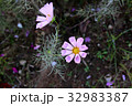 シーシェルの花 32983387