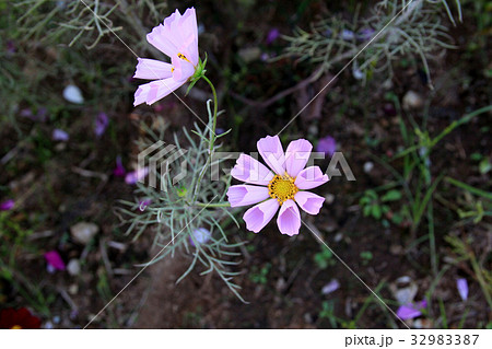 シーシェルの花 シーシェルの花 32983387