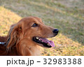 笑顔のミニチュアダックスフンド 32983388