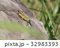 岩とバッタ 32983393