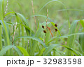 とんぼ 32983598