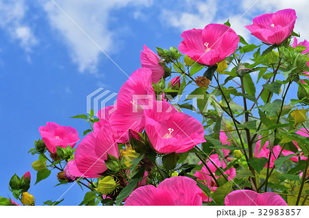 タイタンビカス タイタンビカス 32983857