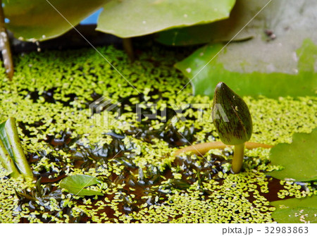 young lotus water lily flower reborn from water young lotus water lily flower reborn from water 32983863