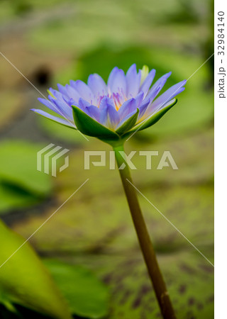 blooming lotus flower in the botanical garden blooming lotus flower in the botanical garden 32984140