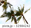 ヤシの木 32984242