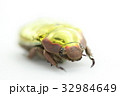 プラチナコガネ 32984649