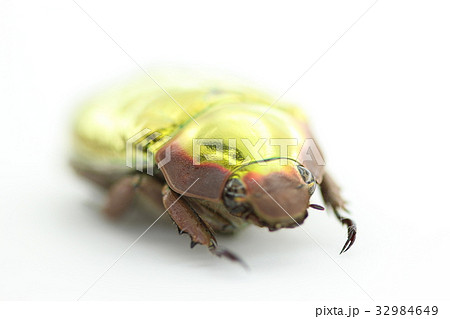 プラチナコガネ 32984649