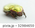 プラチナコガネ 32984650