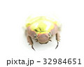 プラチナコガネ 32984651