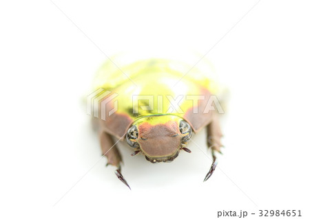 プラチナコガネ 32984651