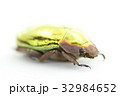 プラチナコガネ 32984652