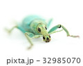 ホウセキゾウムシ 32985070