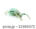 タテスジホウセキゾウムシ 32985072
