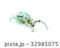 タテスジホウセキゾウムシ 32985075