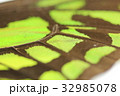 トリバネアゲハ 32985078