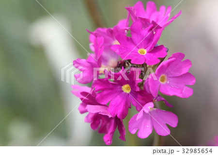 タマザキサクラソウ 32985654