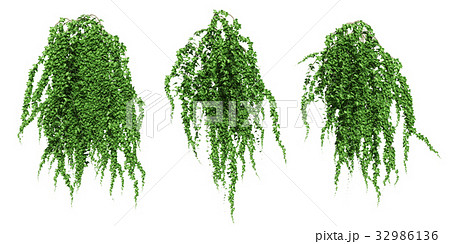 ツタ セット ツタ セット 32986136