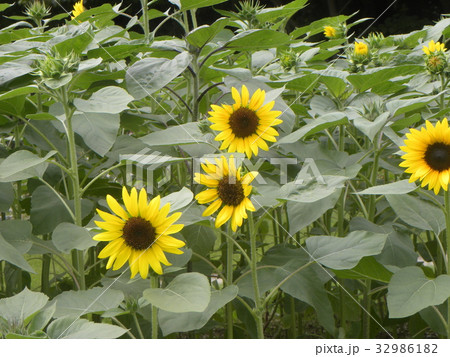 色々な花の咲くヒマワリモネパレットの黄色い花 色々な花の咲くヒマワリモネパレットの黄色い花 32986182