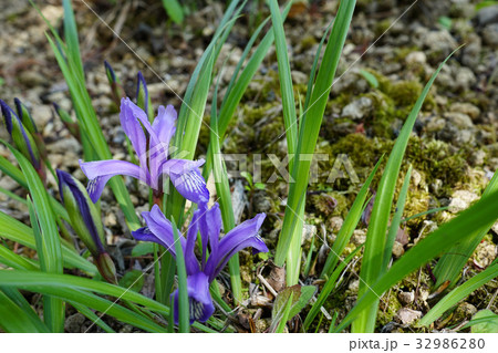 青紫が美しいエヒメアヤメ 32986280