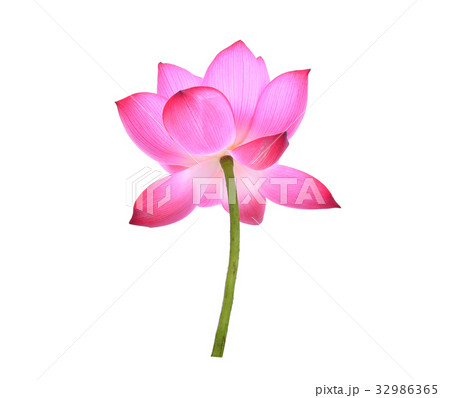 pink lotus petal flower isolated on white  32986365