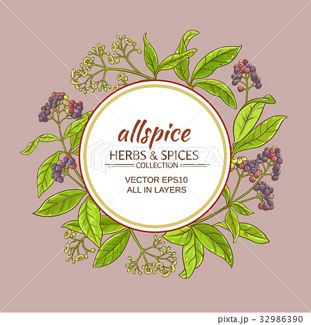 allspice vector frame 32986390