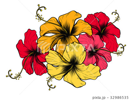 Hibiscus Flowersのイラスト素材 [32986535] - PIXTA