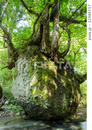 ネコバリ岩　秋田県 32986557