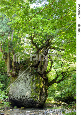 ネコバリ岩　秋田県 32986558