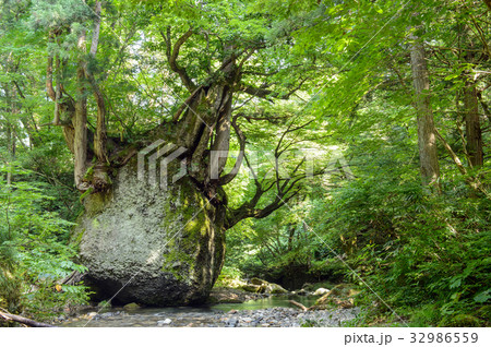 ネコバリ岩　秋田県 32986559