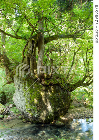 ネコバリ岩 秋田県 ネコバリ岩 秋田県 32986578