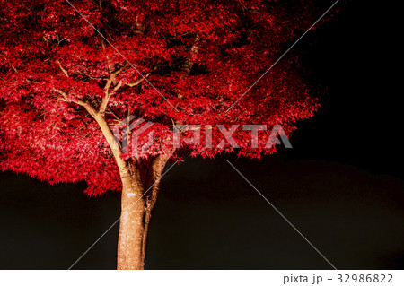 紅葉　もみじ回廊　河口湖 32986822