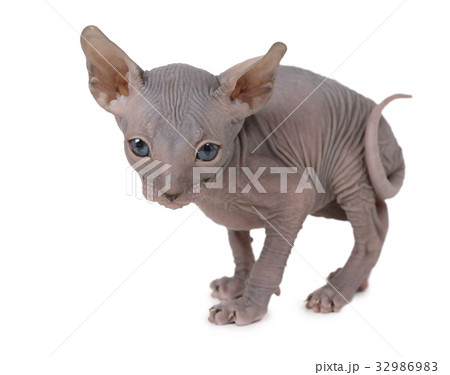 Don Sphinx kitty cat 32986983