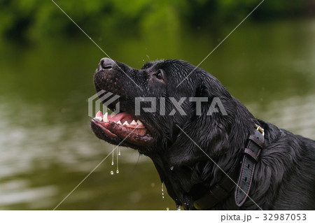 big black dog labrador big black dog labrador 32987053
