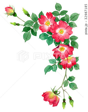赤の一重咲きバラの上部フレーム素材のイラスト素材