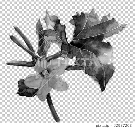 Zucchini flower ink painting Zucchini flower ink painting 32987208