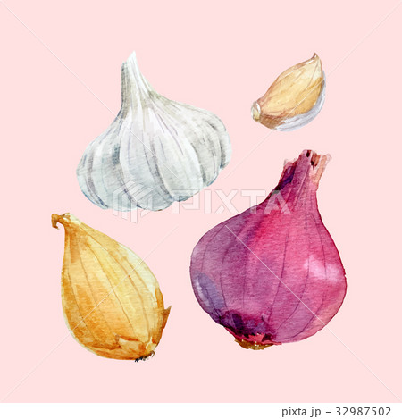 Watercolor onion vector set Watercolor onion vector set 32987502