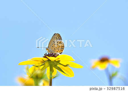 ルドベキア・タカオに止まるヤマトシジミ 32987516