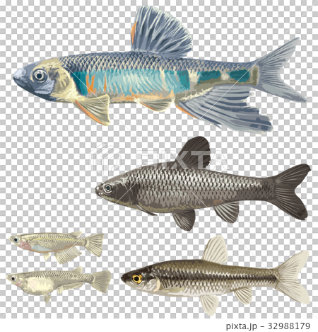 淡水魚1 32988179