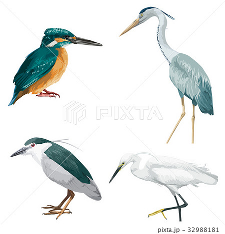 鳥1 32988181