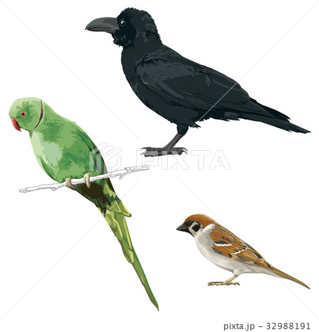 鳥11 32988191