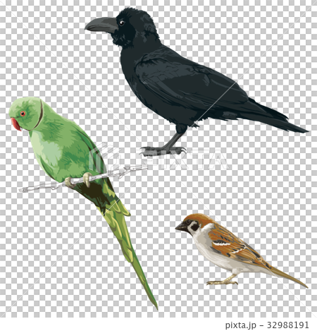 鳥11 32988191