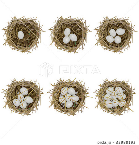 カルガモの営巣2 32988193