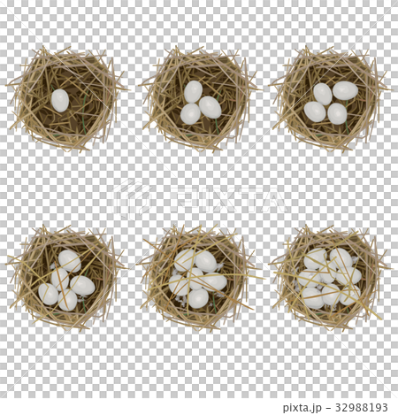 カルガモの営巣2 32988193