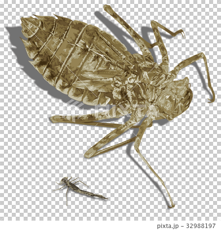 オオヤマトンボ イトトンボのヤゴの抜け殻のイラスト素材