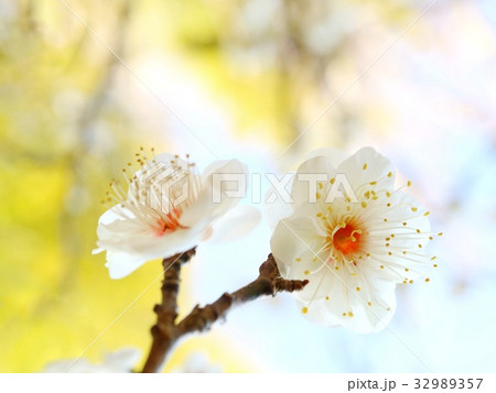 白梅　花　クローズアップ 32989357
